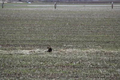 DSC_5862 (Large).JPG